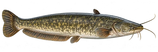 Ein Wels in Seitenansicht