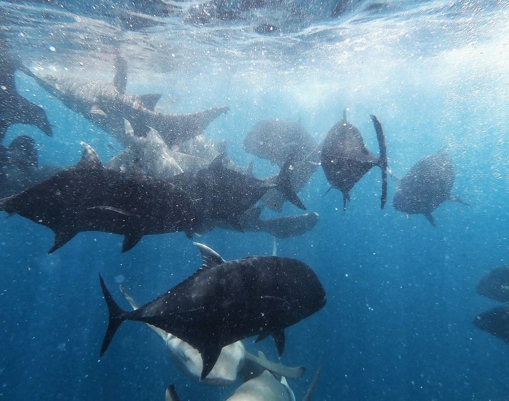 Abtauchen und mit den dicken Fischen im Atlantik spielen