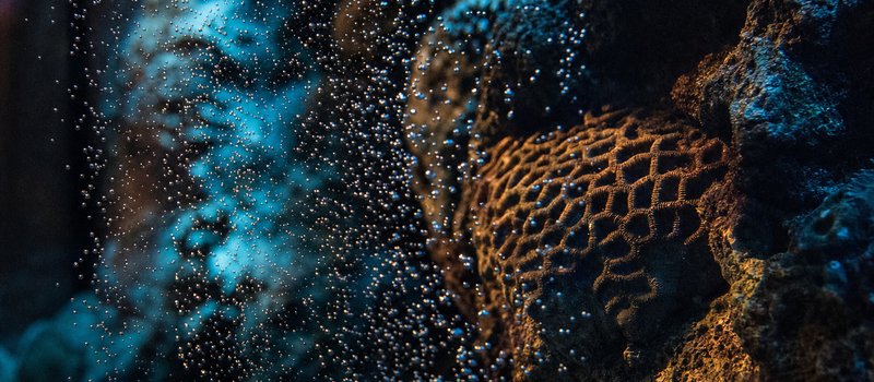 Feine Luftblasen steigen im Aquarium an dunkler Korallenstruktur vorbei (mit AI erstelltes Bild)